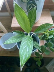 Aglaonema “White Stem Beauty”