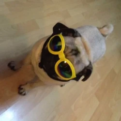 Dog Sunglasses Foldable