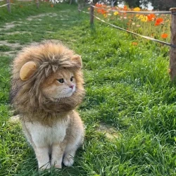 Pet Cat Lion Headgear