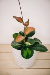 Hoya australis "Lisa"