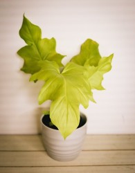 Philodendron selloum "Gold"