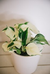 Manjula pothos