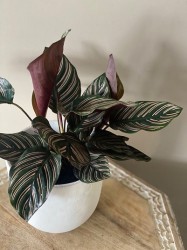 Calathea Ornata