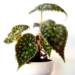 Begonia Chlorosticta - Dark Form