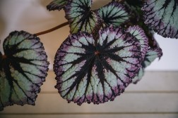 Begonia Firework