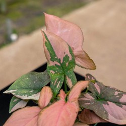 Syngonium podophyllum