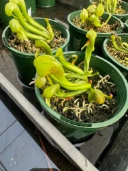 Large Darlingtonia californica