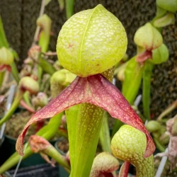 Large Darlingtonia californica