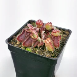 Cephalotus follicularis - Australian Pitcher Plant