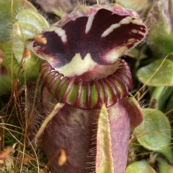 Cephalotus follicularis - Australian Pitcher Plant