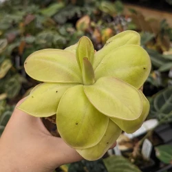 Pinguicula moranensis 'Superba' - Mexican Butterwort