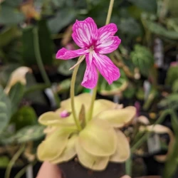 Pinguicula moranensis 'Superba' - Mexican Butterwort