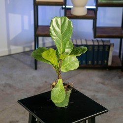 Ficus lyrata "Fiddle Leaf Fig"