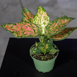 Aglaonema 'Lucky Red'