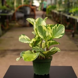 Peperomia obtusifolia 'Golden Gate'