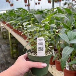 Ficus benjamina 'Variegata'