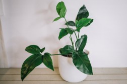 Philodendron Goldeii