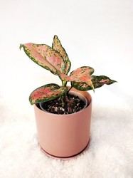 Aglaonema "Wishes"