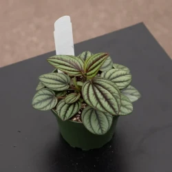 Peperomia albovittata 'Piccolo Banda'