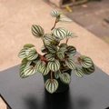 Peperomia albovittata 'Piccolo Banda'