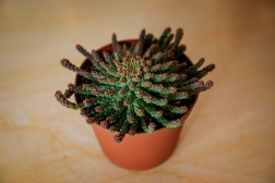 Medusa's Head - Euphorbia flanagani