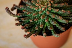 Medusa's Head - Euphorbia flanagani