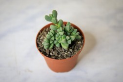 Corpuscularia lehmannii "Ice Plant"