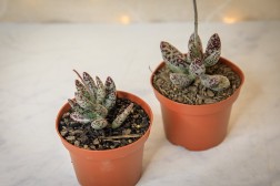 Adromischus festivus (Plovers Egg Plant)