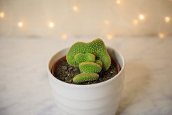 Crested Bunny Ears Cactus (Opuntia microdasys var. pallida f. cristata)