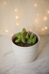 Crested Bunny Ears Cactus (Opuntia microdasys var. pallida f. cristata)