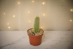 Golden rat tail cactus