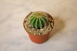 Ball Cactus - Parodia magnifica