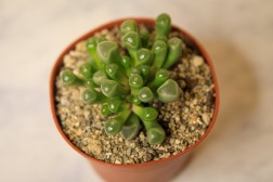 Baby Toes Succulent "Fenestraria rhopalophylla"