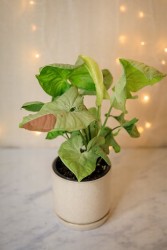 Syngonium Confetti