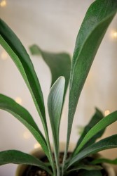 Staghorn Fern