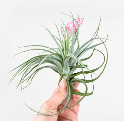 Tillandsia air plant