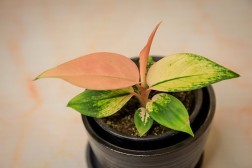 Aglaonema "Favonian"