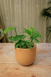 Monstera adansonii "Swiss Cheese Vine"