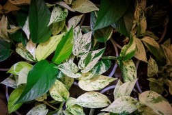 Epipremnum aureum "Snow Queen" pothos