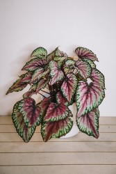 Begonia 'purple splash'