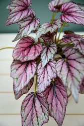 Begonia 'purple splash'