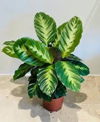 Calathea Misto