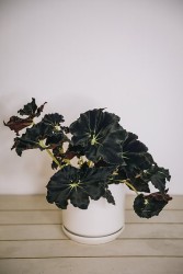 Begonia "Black Mamba"