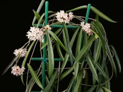 Hoya Longifolia