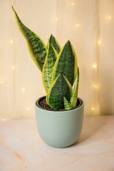 Sansevieria "Futura Superba" Snake Plant