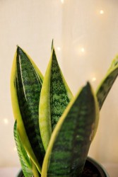 Sansevieria "Futura Superba" Snake Plant