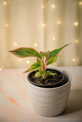 Aglaonema "Siam Aurora"