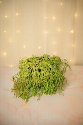 Rhipsalis capilliformis "old man's beard cactus"