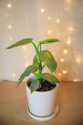 Philodendron Silver Sword