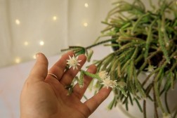 Rhipsalis pilocarpa "hairy stemmed rhipsalis"